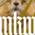 MKWPlakat-50.gif